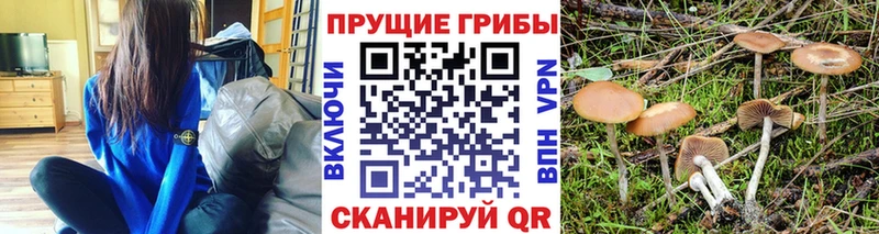 Галлюциногенные грибы Psilocybe  Саров 
